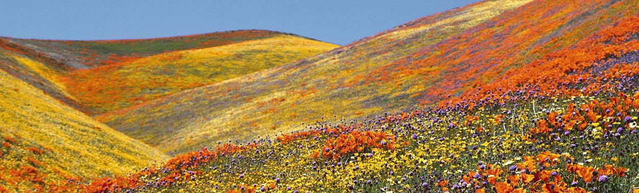 Valley of Flowers